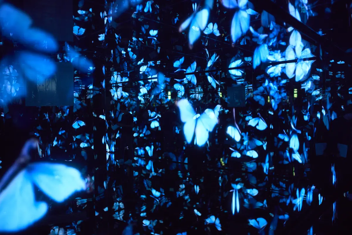 Blue butterflies reflected in mirror membrane